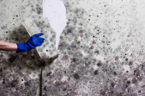 Best Mold Testing and Inspection Services in Ridgely, TN